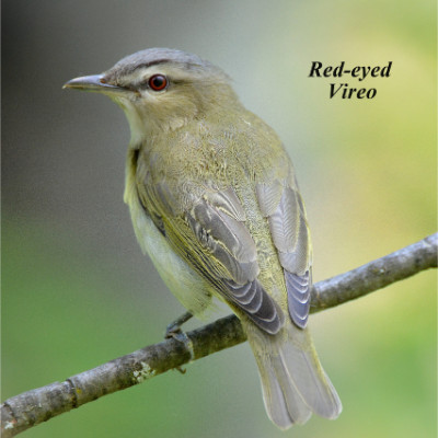 Red-eyed Vireo